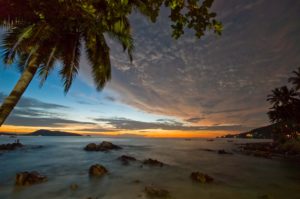 Palm tree at dawn, Patong Beach, Phuket Province, Thailand